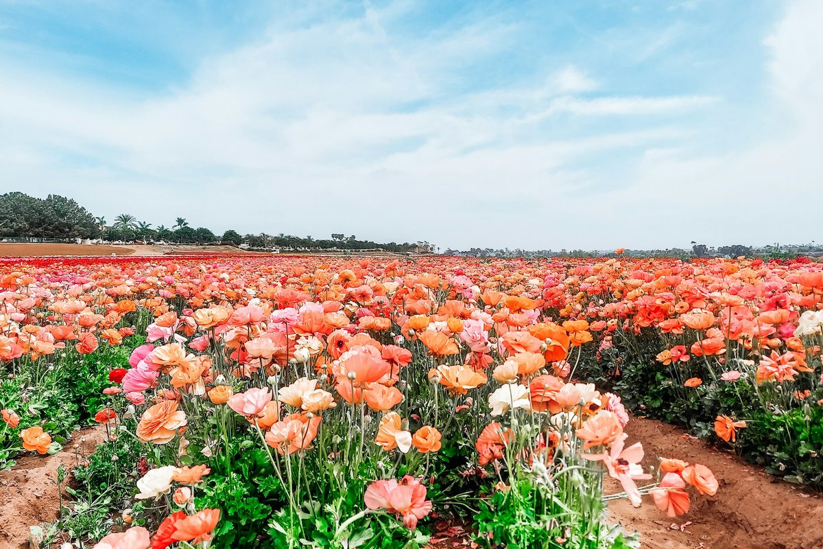 Ranunculus in bloom at the Carlsbad Flower Fields